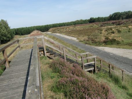 Brüggen : Brachter Wald, Holzbohlenweg